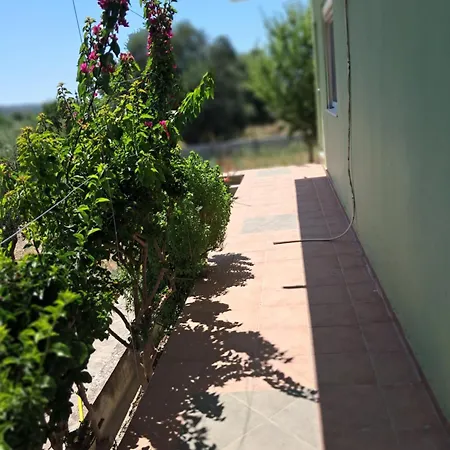 Galinis אכסניה